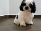 shihtzu puppies