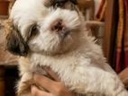 Shihtzu puppies