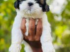 shihtzu puppies