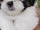 Shihtzu Puppies