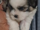 Shihtzu Puppies