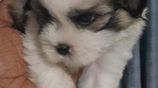 Shih Tzu Puppies
