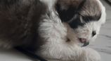 Shih Tzu Puppies