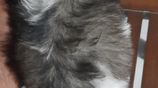 Shih Tzu Puppies