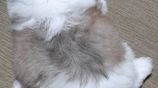 Shih Tzu Puppies