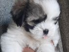 Shih Tzu Puppies