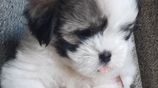 Shih Tzu Puppies