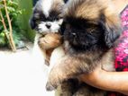 Shih tzu Puppies