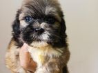 Shih Tzu Puppies