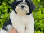 Shihtzu Puppies