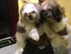 Shihtzu Puppies