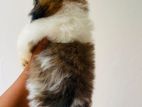 Shihtzu Puppies