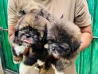 Shihtzu Puppies