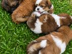 Shih Tzu Puppy
