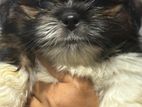 Shih Tzu Puppy