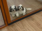 Shihtzu Puppies