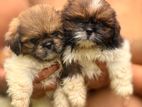 Shihtzu puppies for sale