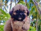 Shih Tzu Puppies