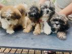Shih Tzu Puppies