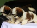 Shihtzu Puppies