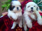 Shihtzu Puppies