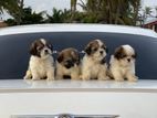 Shihtzu Puppies