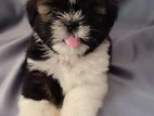 Shihtzu Puppies