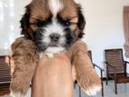 Shihtzu Puppies