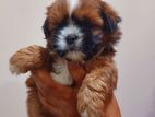 Shihtzu Puppies