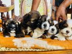 Shih Tzu Puppies