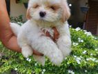 Shihtzu Puppies