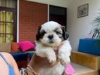 Shihtzu Puppies