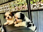 Shihtzu Puppies