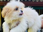 Shihtzu Puppies