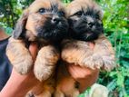 Shihtzu Puppies