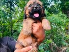 Shihtzu Puppies