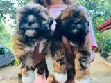 Shihtzu Puppies