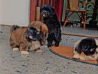 Shihtzu Puppies