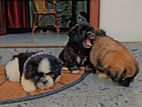 Shihtzu puppies