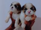 Shih Tzu Puppies