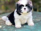 Shitzu Puppy