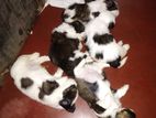Shih Tzu Puppies