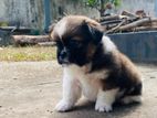ShihTzu Puppies