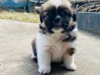 Shihtzu Puppies for Sale