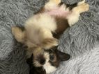 Shihtzu Puppies