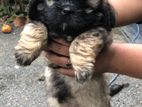 Shihtzu Puppies
