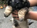 Shihtzu Puppies