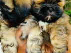 Shih Tzu Male Puppies
