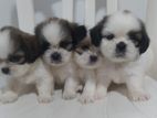 Shihtzu Puppies