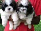 Shihtzu Puppies